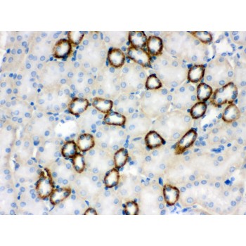 CYP1B1 Antibody - CYP1B1 antibody IHC-paraffin. IHC(P): Mouse Kidney Tissue.