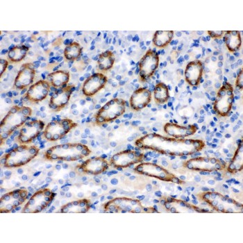 CYP1B1 Antibody - CYP1B1 antibody IHC-paraffin. IHC(P): Rat Kidney Tissue.