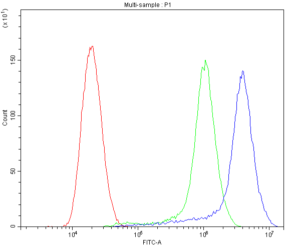 CYP1B1 Antibody - Flow Cytometry analysis of SiHa cells using anti-CYP1B1 antibody. Overlay histogram showing SiHa cells stained with anti-CYP1B1 antibody (Blue line). The cells were blocked with 10% normal goat serum. And then incubated with rabbit anti-CYP1B1 Antibody (1µg/10E6 cells) for 30 min at 20°C. DyLight®488 conjugated goat anti-rabbit IgG (5-10µg/10E6 cells) was used as secondary antibody for 30 minutes at 20°C. Isotype control antibody (Green line) was rabbit IgG (1µg/10E6 cells) used under the same conditions. Unlabelled sample (Red line) was also used as a control.