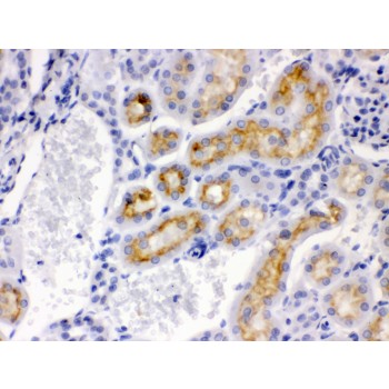 CYP24 / CYP24A1 Antibody - CYP24A1 antibody IHC-paraffin. IHC(P): Mouse Kidney Tissue.