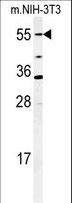 CYP26 / CYP26A1 Antibody - Western blot of CYP26A1 Antibody in mouse NIH-3T3 cell lysates (35 ug/lane). CYP26A1 (arrow) was detected using the purified antibody.