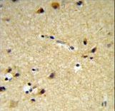 CYP26 / CYP26A1 Antibody - CYP26A1 Antibody IHC of formalin-fixed and paraffin-embedded brain tissue followed by peroxidase-conjugated secondary antibody and DAB staining.