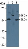 CYP26 / CYP26A1 Antibody - Western Blot; Sample: Lane1: Porcine Liver Tissue; Lane2: Human Jurkat Cells; Lane3: Porcine Heart Tissue.