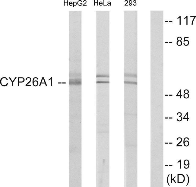 CYP26 / CYP26A1 Antibody - Western blot analysis of extracts from HepG2 cells, HeLa cells and 293 cells, using Cytochrome P450 26A1 antibody.