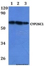 CYP26C1 Antibody - Western blot of CYP26C1 antibody at 1:500 dilution. Lane 1: HEK293T whole cell lysate.