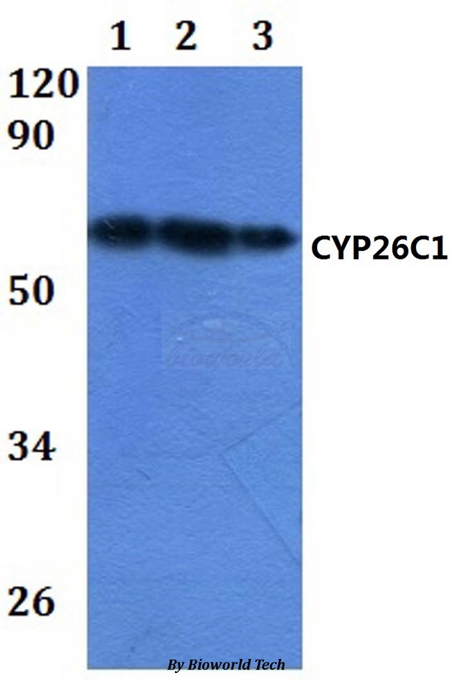 CYP26C1 Antibody - Western blot of CYP26C1 antibody at 1:500 dilution. Lane 1: HEK293T whole cell lysate.