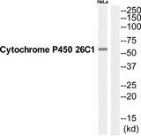 CYP26C1 Antibody - Western blot analysis of extracts from Hela cells, using CP26C antibody.