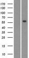 CYP26C1 Protein - Western validation with an anti-DDK antibody * L: Control HEK293 lysate R: Over-expression lysate