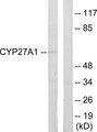 CYP27 / CYP27A1 Antibody - Western blot analysis of extracts from HeLa cells, using Cytochrome P450 27A1 antibody.