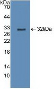 CYP27B1 Antibody - Western Blot; Sample: Recombinant CYP27B1, Human.