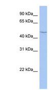 CYP27C1 Antibody - CYP27C1 antibody Western blot of HT1080 cell lysate. This image was taken for the unconjugated form of this product. Other forms have not been tested.