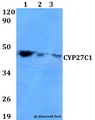 CYP27C1 Antibody - Western blot of CYP27C1 antibody at 1:500 dilution. Lane 1: HEK293T whole cell lysate. Lane 2: NIH-3T3 whole cell lysate. Lane 3: PC12 whole cell lysate.