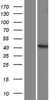 CYP27C1 Protein - Western validation with an anti-DDK antibody * L: Control HEK293 lysate R: Over-expression lysate