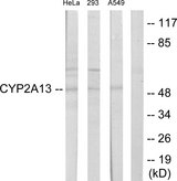 CYP2A13 Antibody - Western blot analysis of lysates from HeLa, 293, and A549 cells, using Cytochrome P450 2A13 Antibody. The lane on the right is blocked with the synthesized peptide.
