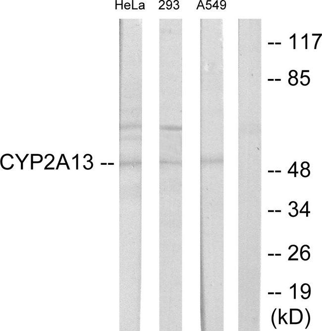 CYP2A13 Antibody - Western blot analysis of extracts from HeLa cells, 293 cells and A549 cells, using Cytochrome P450 2A13 antibody.