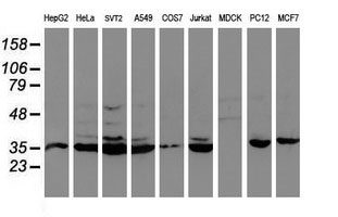 CYP2A6 Antibody - Western blot of extracts (35 ug) from 9 different cell lines by using anti-CYP2A6 monoclonal antibody (HepG2: human; HeLa: human; SVT2: mouse; A549: human; COS7: monkey; Jurkat: human; MDCK: canine; PC12: rat; MCF7: human).