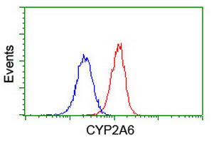 CYP2A6 Antibody - Flow cytometry of Jurkat cells, using anti-CYP2A6 antibody (Red), compared to a nonspecific negative control antibody (Blue).