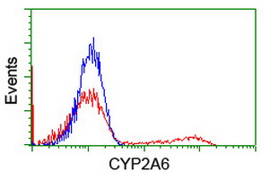 CYP2A6 Antibody - HEK293T cells transfected with either overexpress plasmid (Red) or empty vector control plasmid (Blue) were immunostained by anti-CYP2A6 antibody, and then analyzed by flow cytometry.