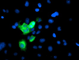 CYP2A6 Antibody - Anti-CYP2A6 mouse monoclonal antibody immunofluorescent staining of COS7 cells transiently transfected by pCMV6-ENTRY CYP2A6.
