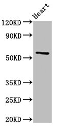 CYP2A6 Antibody - Positive Western Blot detected in Rat heart tissue. All lanes: CYP2A6 antibody at 3 µg/ml Secondary Goat polyclonal to rabbit IgG at 1/50000 dilution. Predicted band size: 57 KDa. Observed band size: 57 KDa