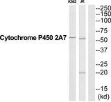 CYP2A7 Antibody - Western blot analysis of extracts from K562/Jurkat cells, using CYP2A7 antibody.