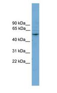 CYP2A7 Antibody - CYP2A7 antibody Western Blot of PANC1 cell lysate.  This image was taken for the unconjugated form of this product. Other forms have not been tested.