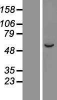 CYP2A7 Protein - Western validation with an anti-DDK antibody * L: Control HEK293 lysate R: Over-expression lysate