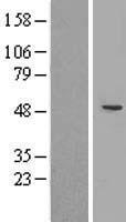 CYP2A7 Protein - Western validation with an anti-DDK antibody * L: Control HEK293 lysate R: Over-expression lysate