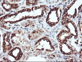 CYP2B6 Antibody - IHC of paraffin-embedded Human Kidney tissue using anti-CYP2B6 mouse monoclonal antibody. (Heat-induced epitope retrieval by 10mM citric buffer, pH6.0, 100C for 10min).