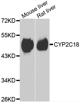 CYP2C18 / CYP2C Antibody - Western blot analysis of extracts of various cell lines.