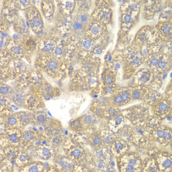 CYP2C18 / CYP2C Antibody - Immunohistochemistry of paraffin-embedded mouse liver tissue.