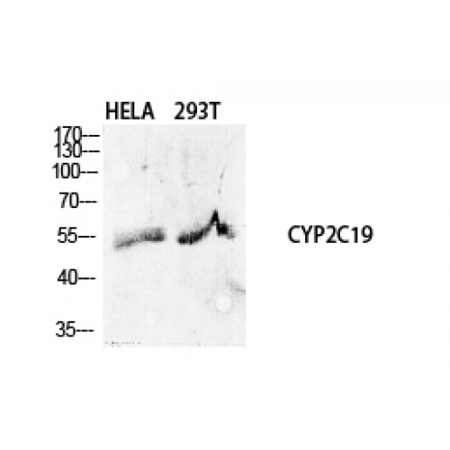 CYP2C19 Antibody - Western blot of CYP2C19 antibody