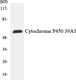 CYP2C19 Antibody - Western blot analysis of the lysates from HepG2 cells using Cytochrome P450 2C19 antibody.