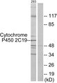 CYP2C19 Antibody - Western blot analysis of lysates from 293 cells, using Cytochrome P450 2C19 Antibody. The lane on the right is blocked with the synthesized peptide.