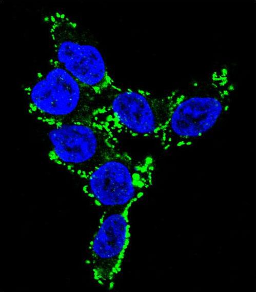 CYP2C19 Antibody - Confocal immunofluorescence of CYP2C19 Antibody with 293 cell followed by Alexa Fluor 488-conjugated goat anti-rabbit lgG (green). DAPI was used to stain the cell nuclear (blue).
