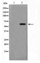 CYP2C19 Antibody - Western blot of 293 cell lysate using Cytochrome P450 2C19 Antibody