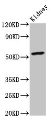 CYP2C19 Antibody - Positive Western Blot detected in Mouse kidney tissue. All lanes: CYP2C19 antibody at 4 µg/ml Secondary Goat polyclonal to rabbit IgG at 1/50000 dilution. Predicted band size: 56 KDa. Observed band size: 56 KDa