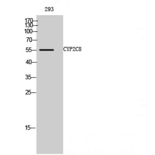CYP2C8 Antibody - Western blot of CYP2C8 antibody