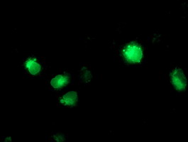CYP2C9 / Cytochrome P450 2C9 Antibody - Anti-CYP2C9 mouse monoclonal antibody immunofluorescent staining of COS7 cells transiently transfected by pCMV6-ENTRY CYP2C9.