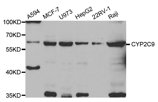 CYP2C9 / Cytochrome P450 2C9 Antibody - Western blot analysis of extracts of various cell lines.
