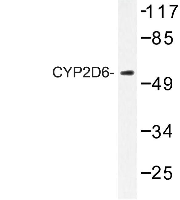 CYP2D6 Antibody - Western blot of CYP2D6 (A277) pAb in extracts from HT-29 cells.