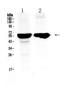 CYP2D6 Antibody - Western blot - Anti-Cytochrome P450 2D6 Picoband Antibody