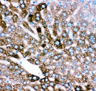CYP2E1 Antibody - CYP2E1 antibody IHC-paraffin: Mouse Liver Tissue.