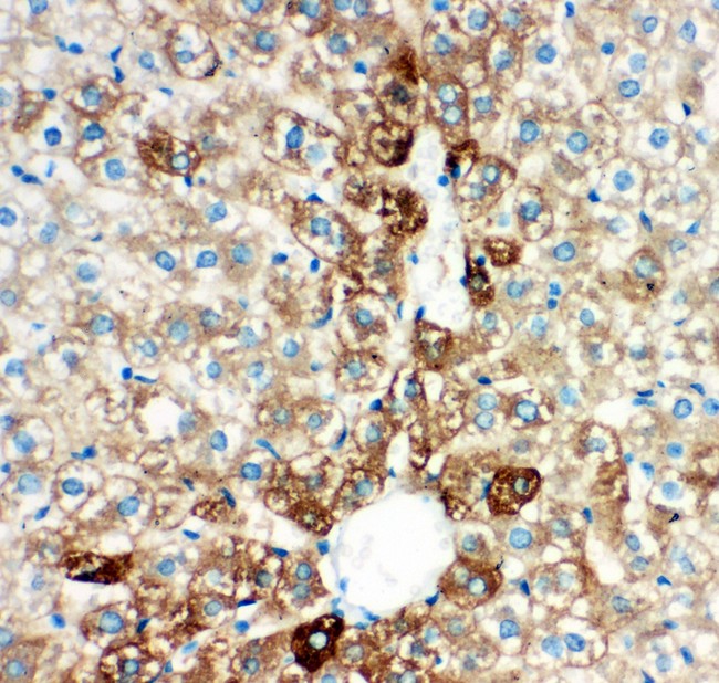 CYP2E1 Antibody - CYP2E1 antibody IHC-paraffin: Rat Liver Tissue.