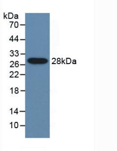 CYP2E1 Antibody - Western Blot; Sample: Recombinant CYP2E1, Mouse.