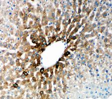 CYP2E1 Antibody - CYP2E1 antibody. IHC(P): Rat Liver Tissue.