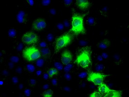 CYP2E1 Antibody - Anti-CYP2E1 mouse monoclonal antibody  immunofluorescent staining of COS7 cells transiently transfected by pCMV6-ENTRY CYP2E1.