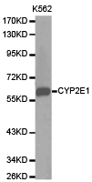 CYP2E1 Antibody - Western blot of extracts of K562 cell lines, using CYP2E1 antibody.