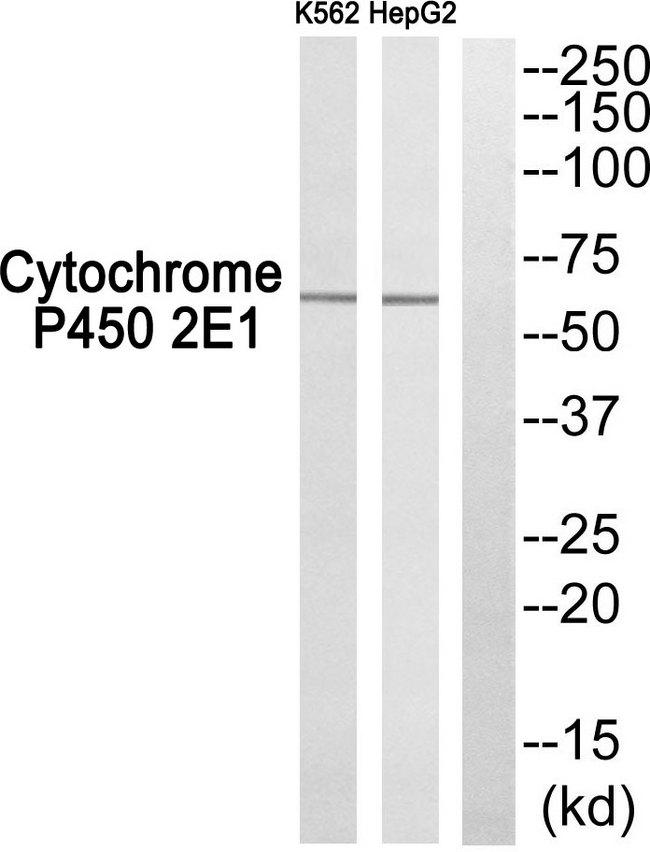 CYP2E1 Antibody - Western blot analysis of extracts from K562 cells and HepG2 cells, using Cytochrome P450 2E1 antibody.