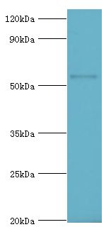 CYP2F / CYP2F1 Antibody - Western blot. All lanes: Cytochrome P450 2F1 antibody at 8 ug/ml+A549 whole cell lysate. Secondary antibody: Goat polyclonal to rabbit at 1:10000 dilution. Predicted band size: 56 kDa. Observed band size: 56 kDa.